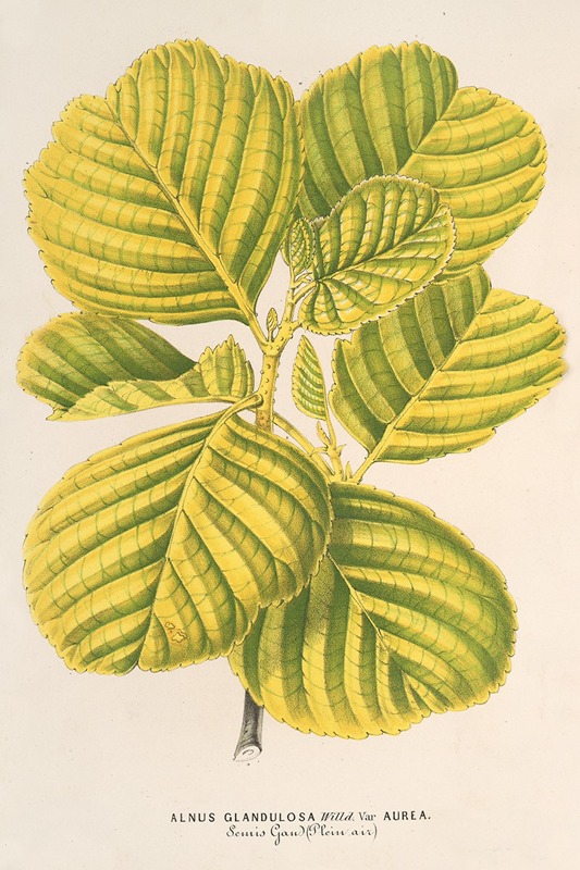 Aluns glutinosa var. aurea by Charles Antoine Lemaire, 1854-1896 — digital art print download