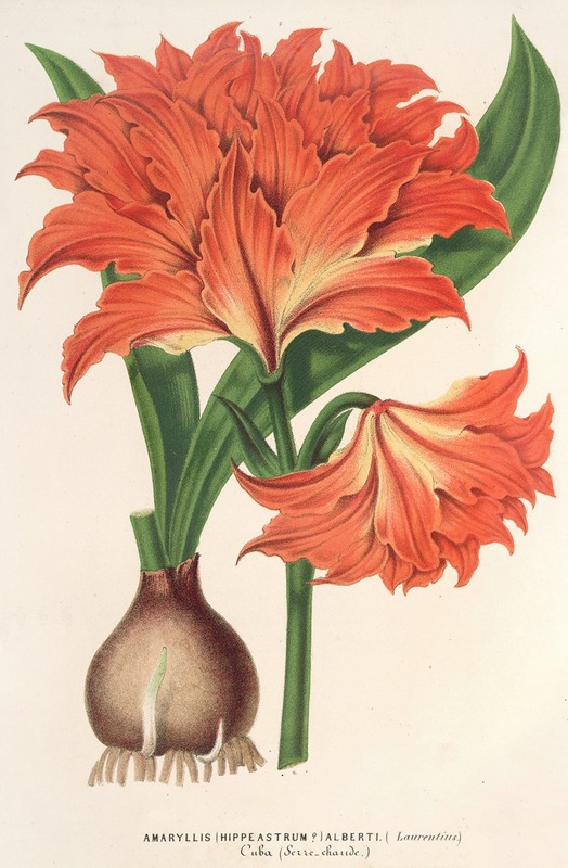 Amaryllis (Hippeastrum) Alberti by Charles Antoine Lemaire, 1854-1896 — digital art print download