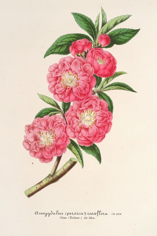 Amygdalus (persica) roaeflora by Charles Antoine Lemaire, 1854-1896 — digital art print download