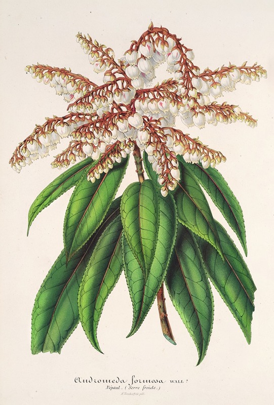 Andromeda (Comarostaphylis) formosa by Charles Antoine Lemaire, 1854-1896 — digital art print download