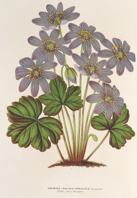 Anemone (Hepatica) angulosa by Charles Antoine Lemaire, 1854-1896 — digital art print download