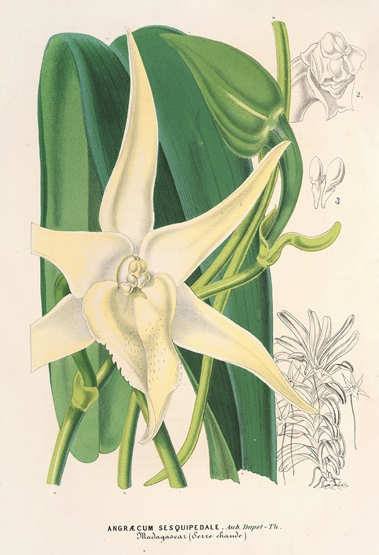 Angræcum sesquipedale by Charles Antoine Lemaire, 1854-1896 — digital art print download