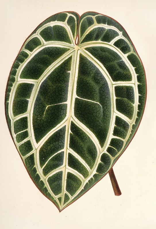 Anthurium crystallinum by Charles Antoine Lemaire, 1854-1896 — digital art print download