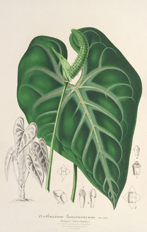 Anthurium leuconeurum by Charles Antoine Lemaire, 1854-1896 — digital art print download
