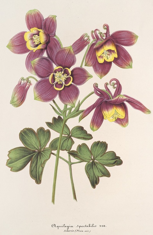 Aquilegia spectabilis by Charles Antoine Lemaire, 1854-1896 — digital art print download
