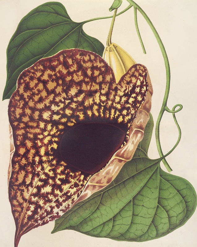 Aristolochia cordiflora by Charles Antoine Lemaire, 1854-1896 — digital art print download