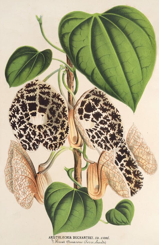 Aristolochia Duchartrei by Charles Antoine Lemaire, 1854-1896 — digital art print download