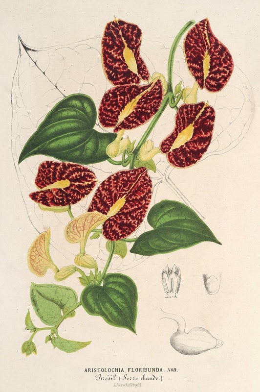 Aristolochia floribunda by Charles Antoine Lemaire, 1854-1896 — digital art print download