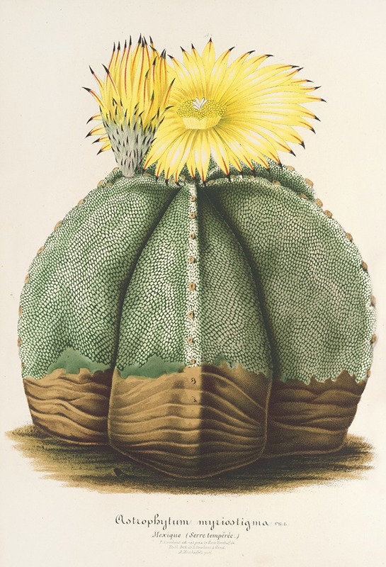 Astrophytum myriostigma by Charles Antoine Lemaire, 1854-1896 — digital art print download