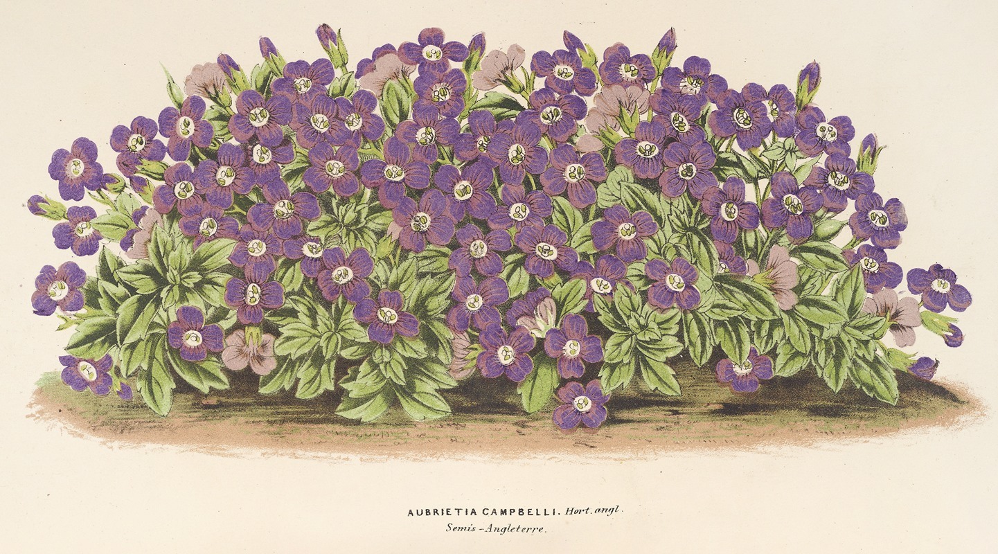 Aubrietia Campbelli (var.) by Charles Antoine Lemaire, 1854-1896 — digital art print download