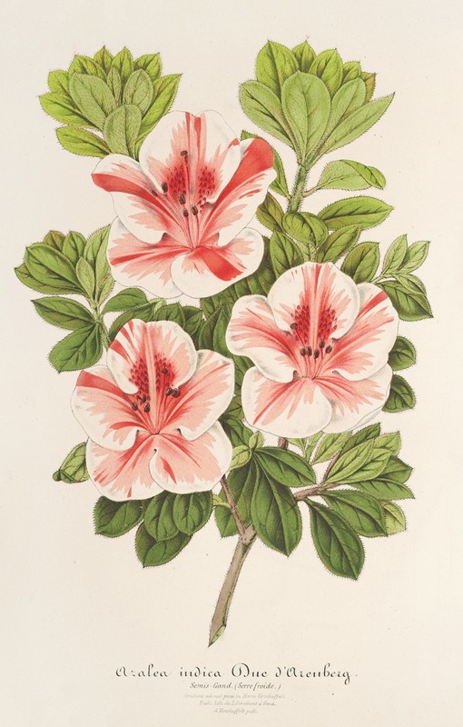 Azalea (indica) Duc d’Aremberg by Charles Antoine Lemaire, 1854-1896 — digital art print download