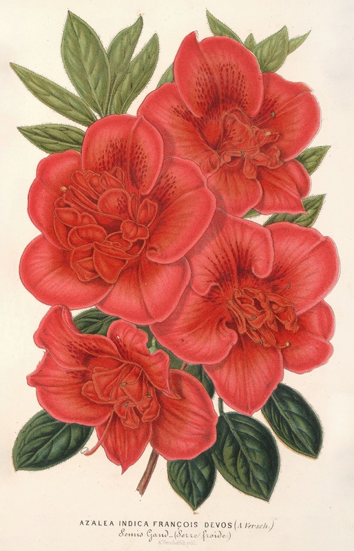 Azalea (indica) François Devos (hybride) by Charles Antoine Lemaire, 1854-1896 — digital art print download