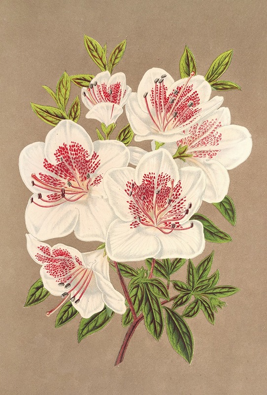 Azalea (indica) Reine des Pays-Bas — Charles Antoine Lemaire