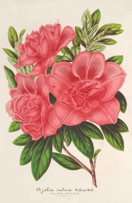 Azalea (indica, hybrida) William Bull — Charles Antoine Lemaire