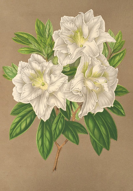 Azalea Bernhard Andrea alba by Charles Antoine Lemaire, 1854-1896 — digital art print download