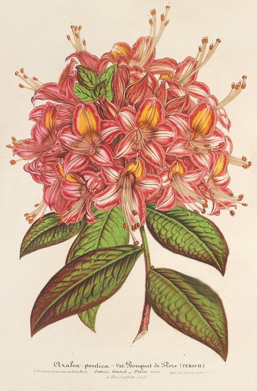 Azaléa Bouquet de Flore Hort. Versch by Charles Antoine Lemaire, 1854-1896 — digital art print download