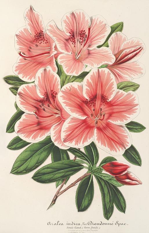 Azalea indica (hybrida) Dieudonné Spae — Charles Antoine Lemaire