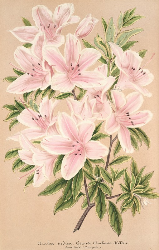 Azalea indica Grande Duchesse Helene — Charles Antoine Lemaire