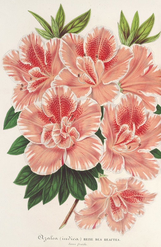 Azalea indica by Charles Antoine Lemaire, 1854-1896 — digital art print download