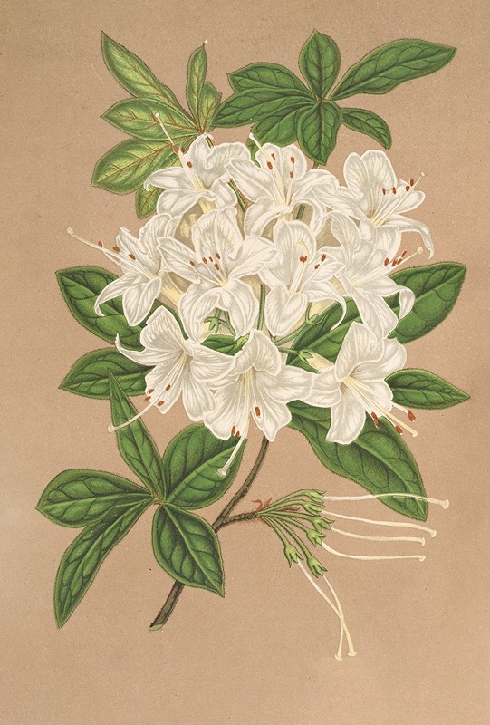 Azalea sinensis var Albiflora by Charles Antoine Lemaire, 1854-1896 — digital art print download