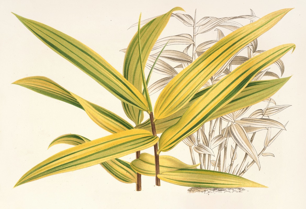 Bambusa viridi-striata by Charles Antoine Lemaire, 1854-1896 — digital art print download
