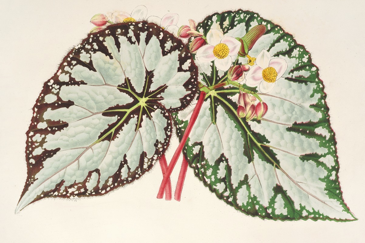 Begonia Charles Wagner by Charles Antoine Lemaire, 1854-1896 — digital art print download