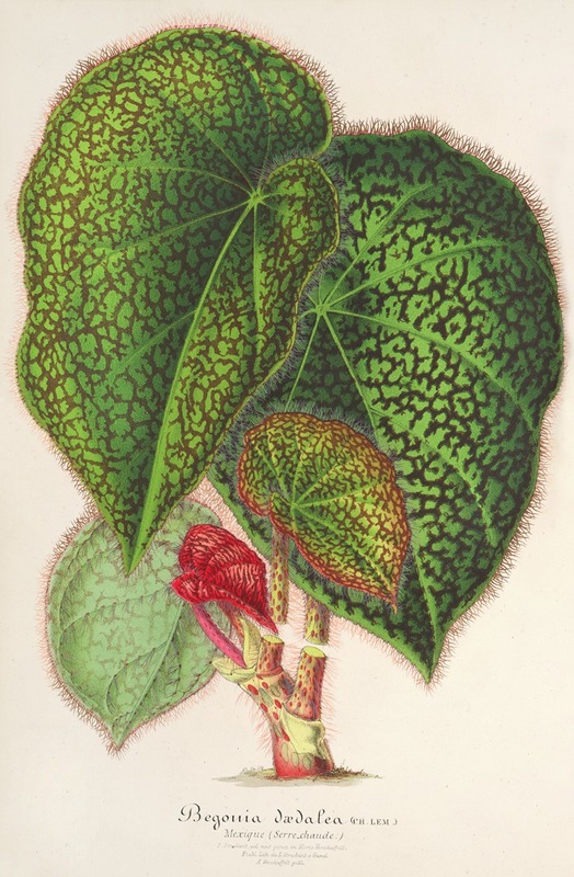 Bégonia dædalea by Charles Antoine Lemaire, 1854-1896 — digital art print download