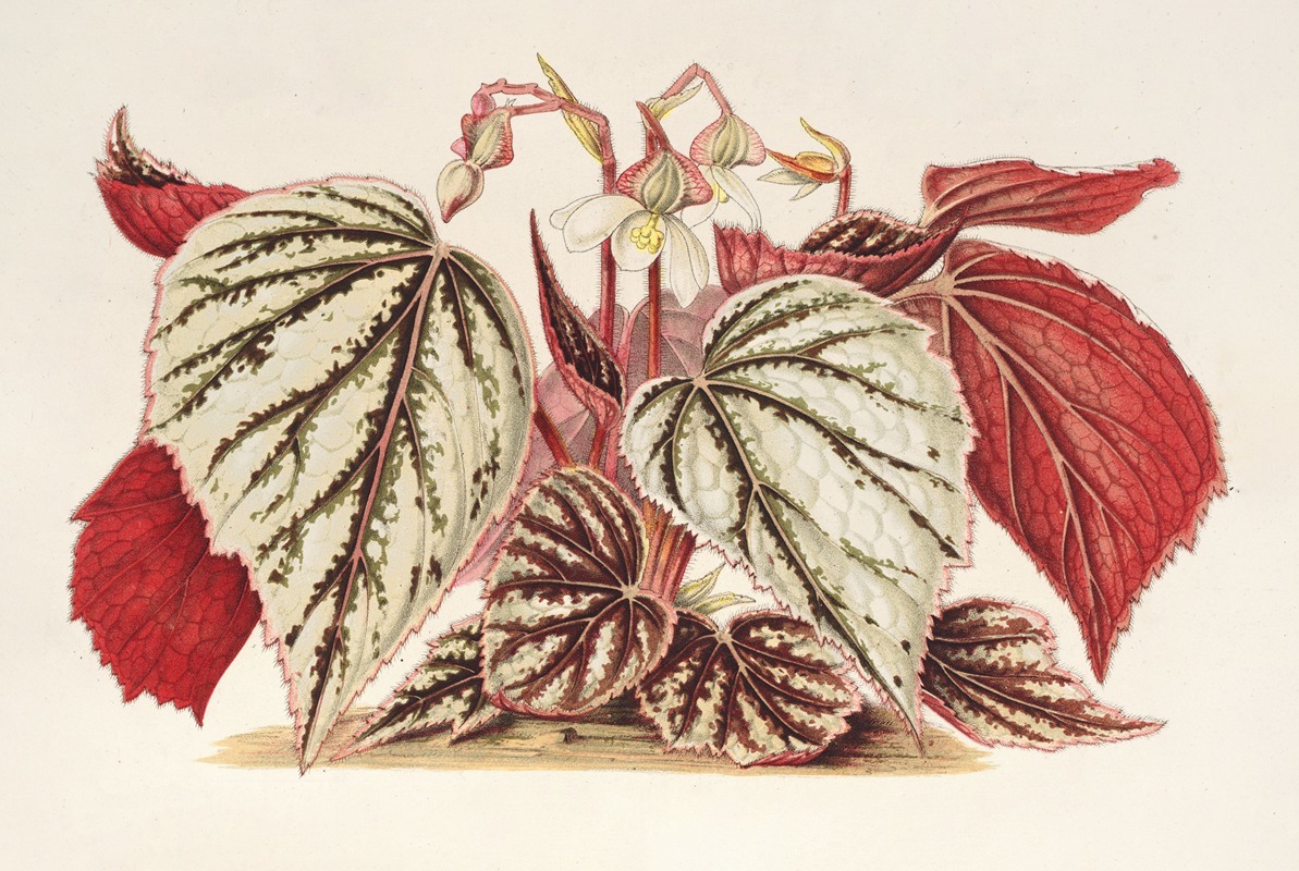 Begonia eximia by Charles Antoine Lemaire, 1854-1896 — digital art print download