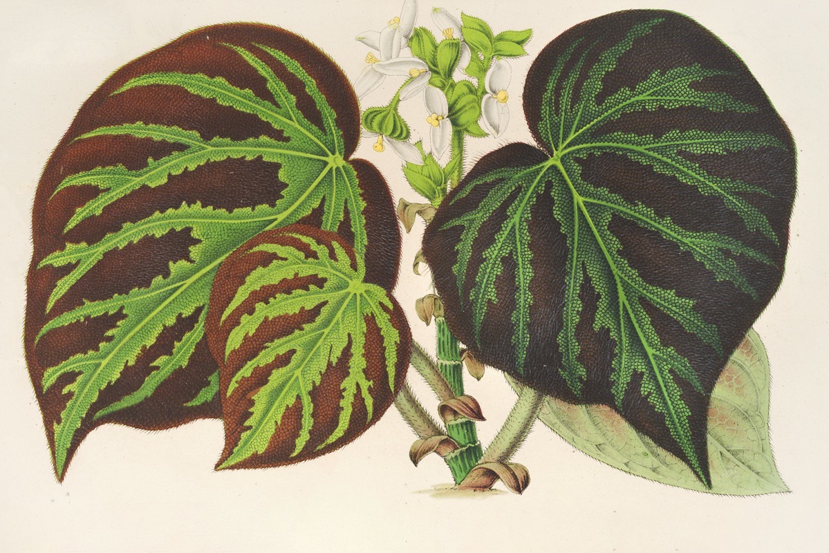 Bégonia imperialis by Charles Antoine Lemaire, 1854-1896 — digital art print download