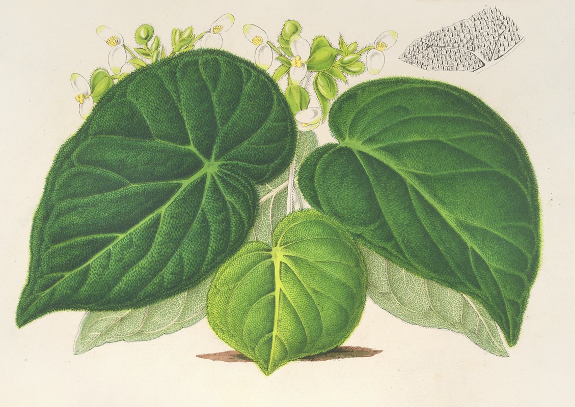 Begonia imperialis (var. smaragdina) — Charles Antoine Lemaire