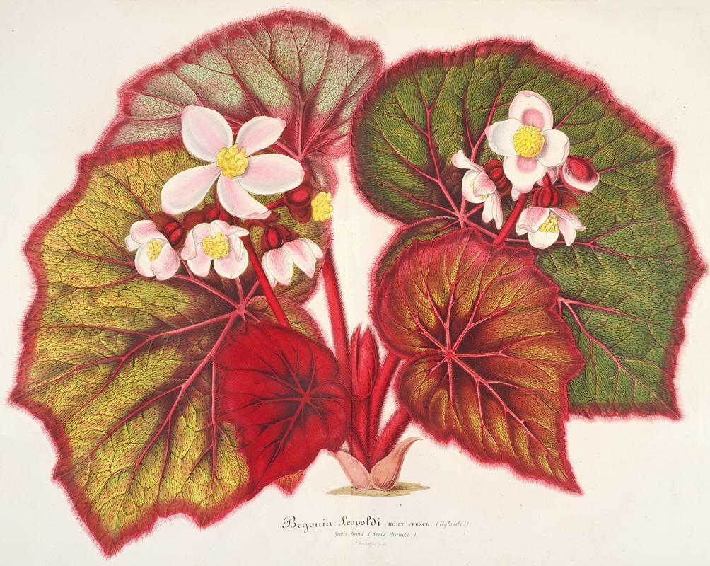 Begonia Leopoldi by Charles Antoine Lemaire, 1854-1896 — digital art print download