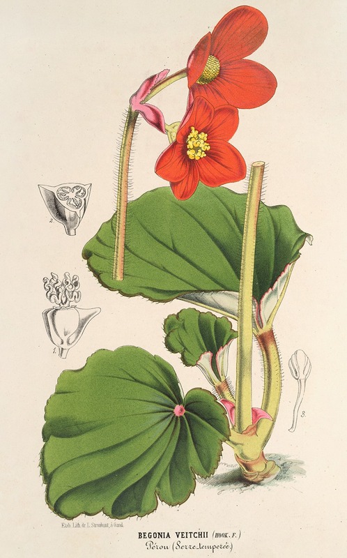 Begonia Veitchii by Charles Antoine Lemaire, 1854-1896 — digital art print download