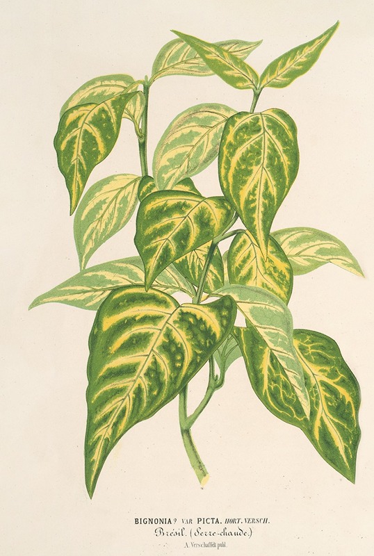 Bignonia picta by Charles Antoine Lemaire, 1854-1896 — digital art print download