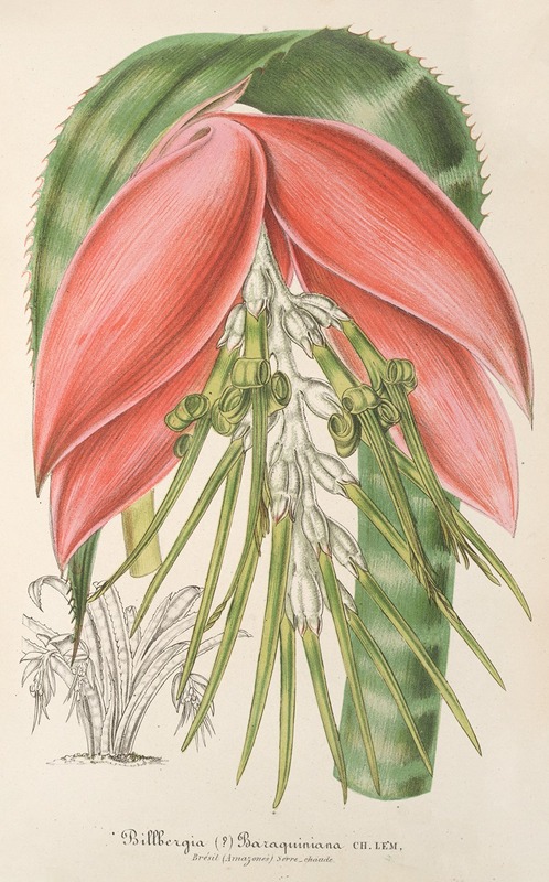 Billbergia Baraquiniana by Charles Antoine Lemaire, 1854-1896 — digital art print download