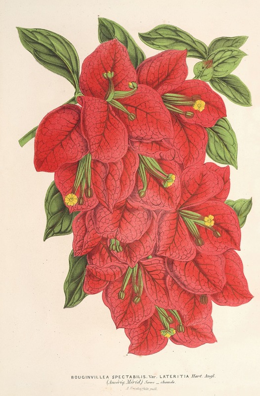 Bougainvillea spectabilis by Charles Antoine Lemaire, 1854-1896 — digital art print download