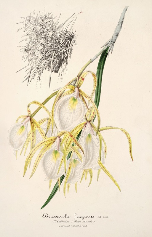 Brassavola fragrans by Charles Antoine Lemaire, 1854-1896 — digital art print download
