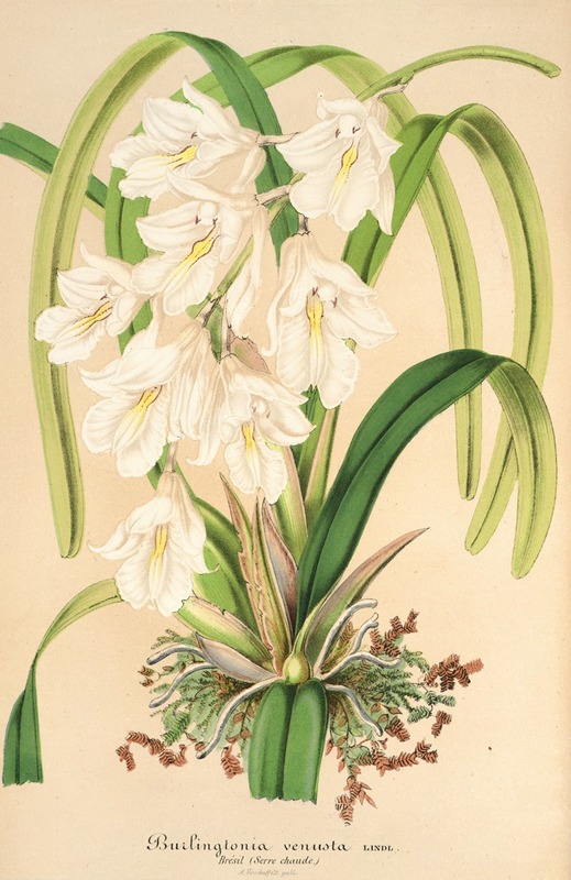 Burlingtonia venusta by Charles Antoine Lemaire, 1854-1896 — digital art print download