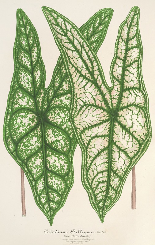 Caladium Belleymei by Charles Antoine Lemaire, 1854-1896 — digital art print download