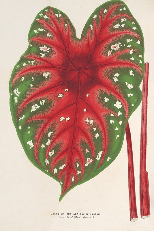Caladium Duc Adolphe de Nassau by Charles Antoine Lemaire, 1854-1896 — digital art print download