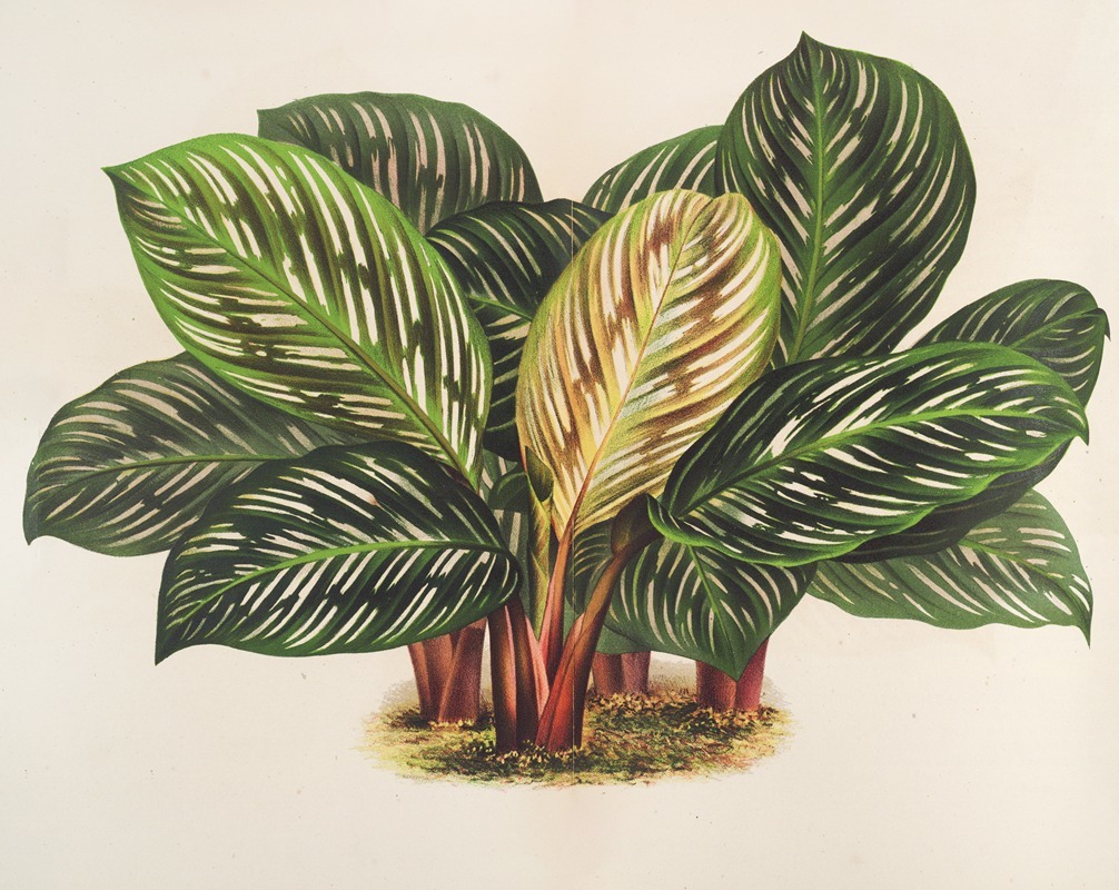 Calathea (Maranta) hieroglyphica by Charles Antoine Lemaire, 1854-1896 — digital art print download