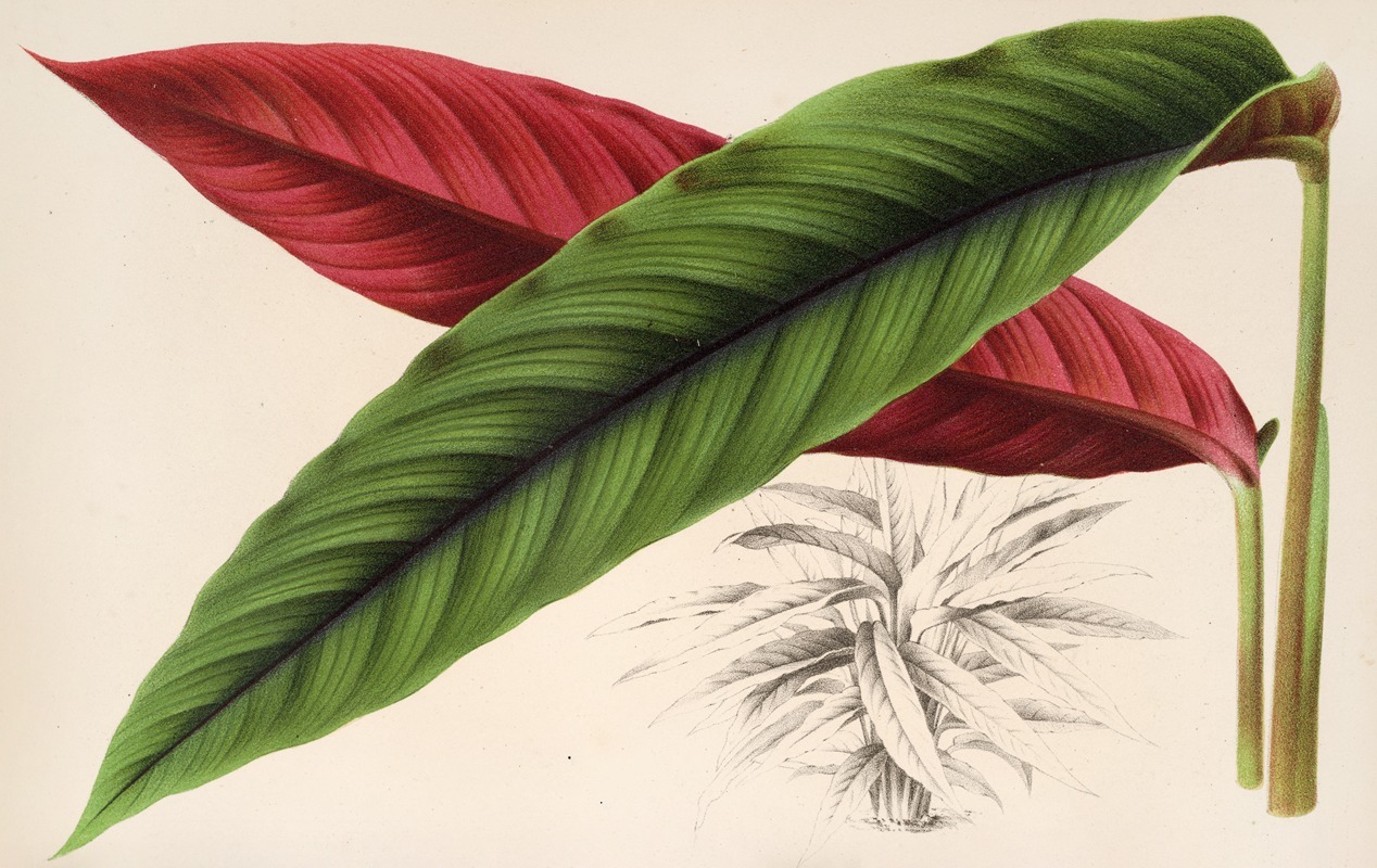 Calathea (Maranta) nigro-costata — Charles Antoine Lemaire