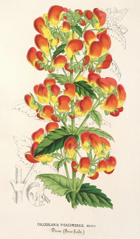 Calceolaria pisacomensis by Charles Antoine Lemaire, 1854-1896 — digital art print download