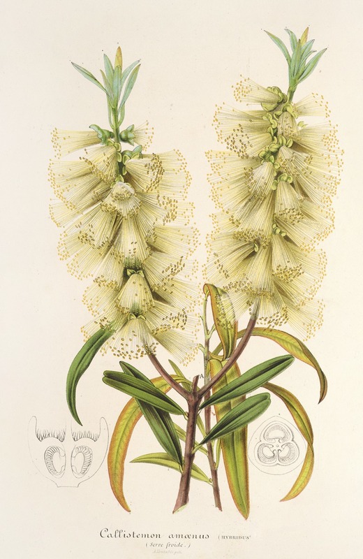 Callistemon amœnus by Charles Antoine Lemaire, 1854-1896 — digital art print download