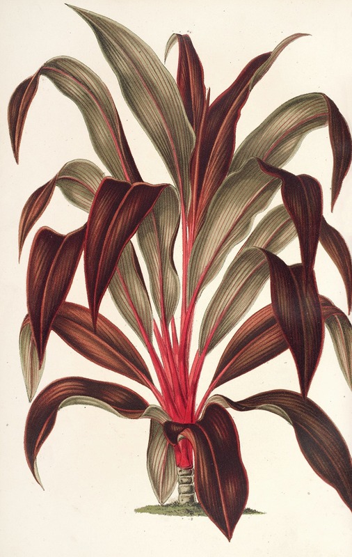 Calodracon terminalis, var Moorei by Charles Antoine Lemaire, 1854-1896 — digital art print download