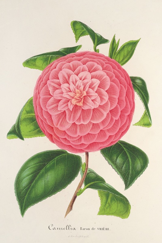 Camellia Baron de Vrière by Charles Antoine Lemaire, 1854-1896 — digital art print download