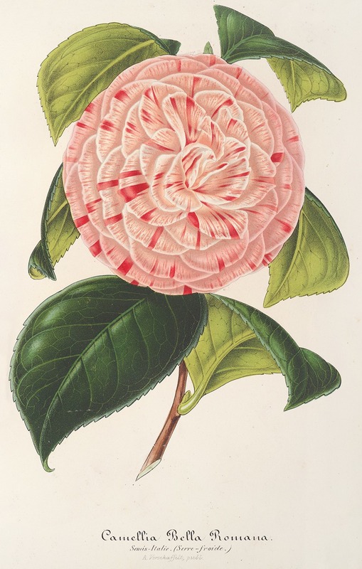Camellia Bella Romana by Charles Antoine Lemaire, 1854-1896 — digital art print download