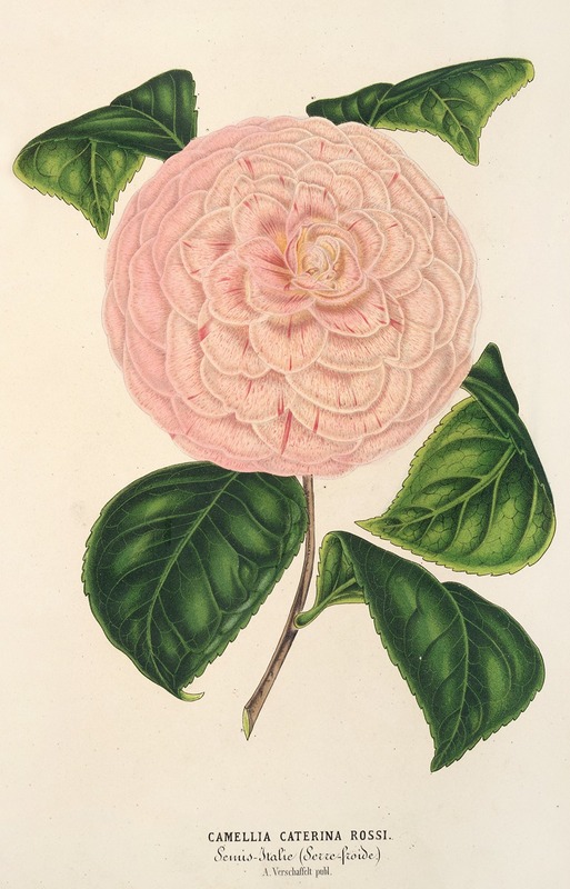 Camellia Caterina Rossi — Charles Antoine Lemaire