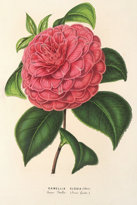 Camellia Clodia by Charles Antoine Lemaire, 1854-1896 — digital art print download