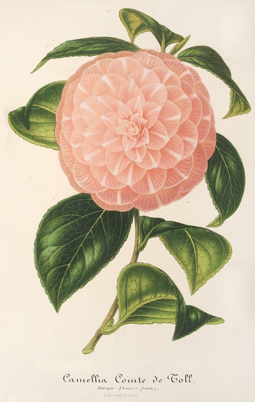 Camellia Comte de Toll by Charles Antoine Lemaire, 1854-1896 — digital art print download