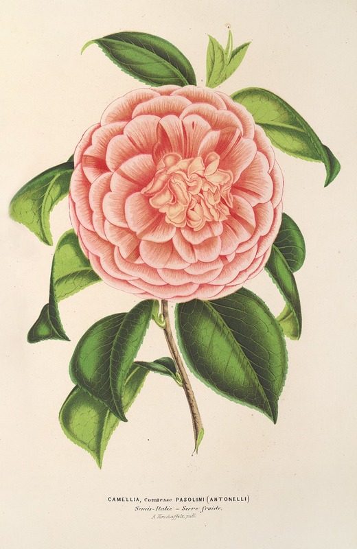 Camellia Contessa Pasolini by Charles Antoine Lemaire, 1854-1896 — digital art print download